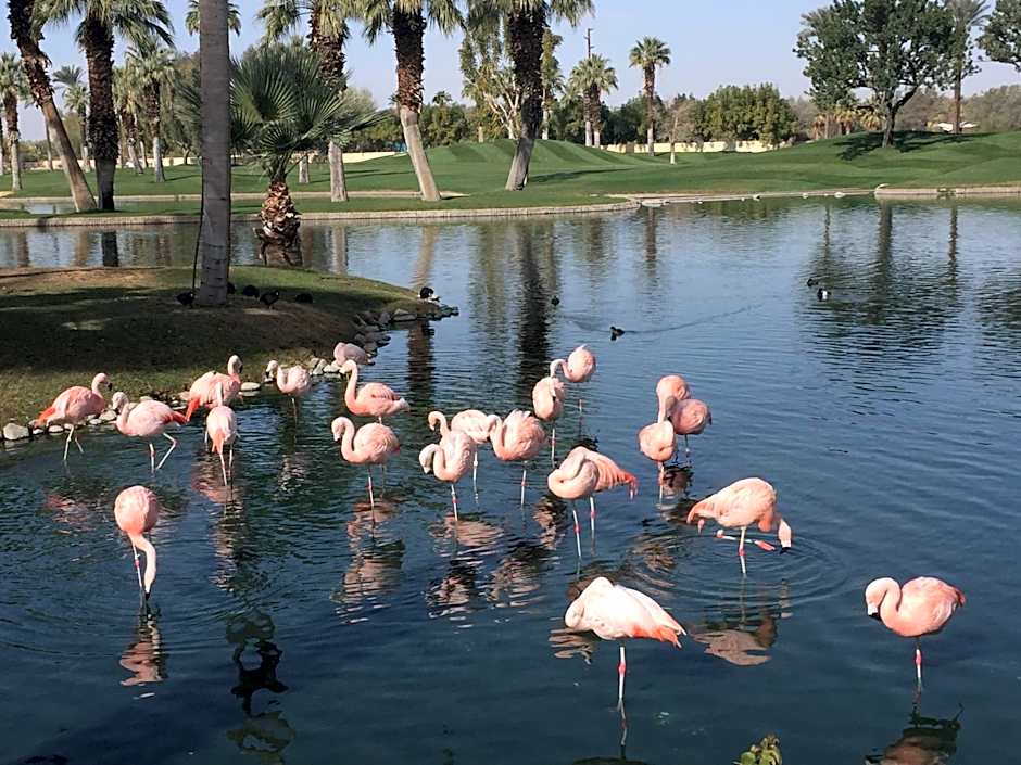 Marriott's Shadow Ridge 1-The Villages