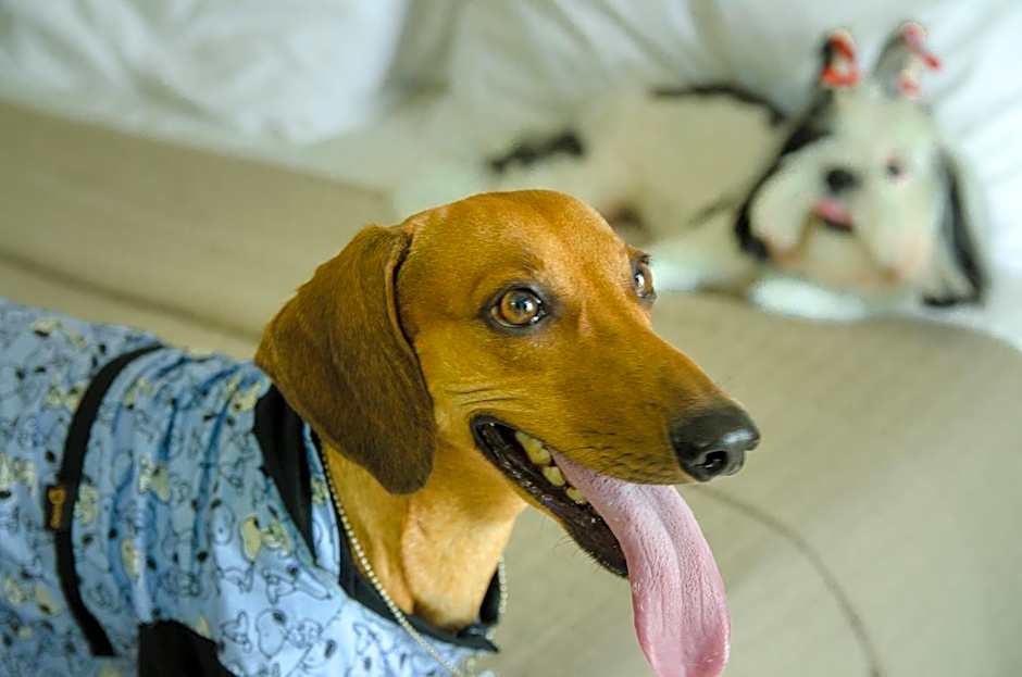 Nord Easy Green Sunset