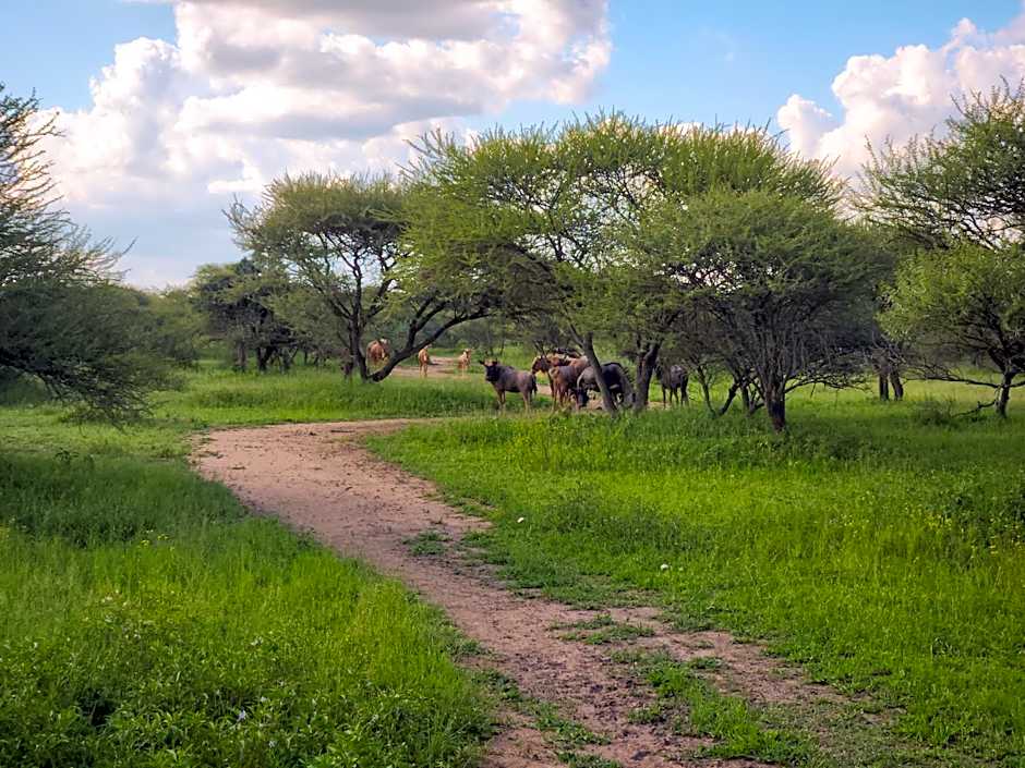 Ditholo Game Lodge Bela Bela