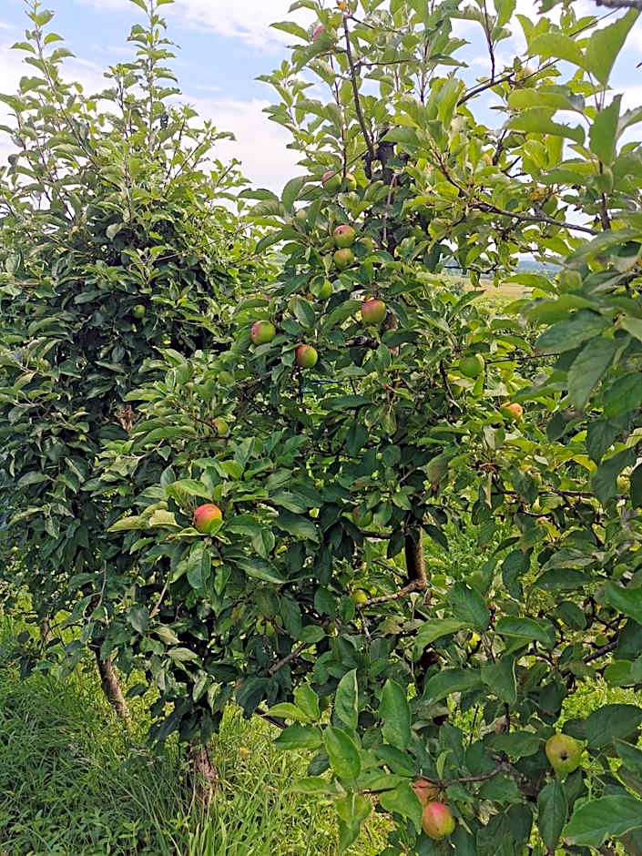 SOKOL - Secret forest house