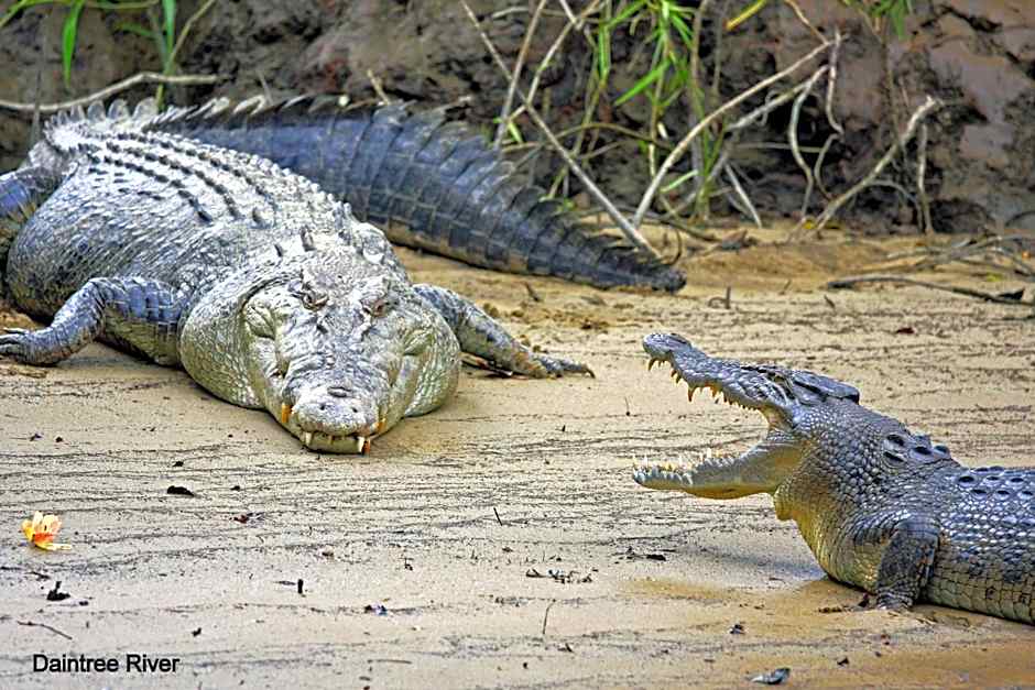Daintree Riverview Lodges