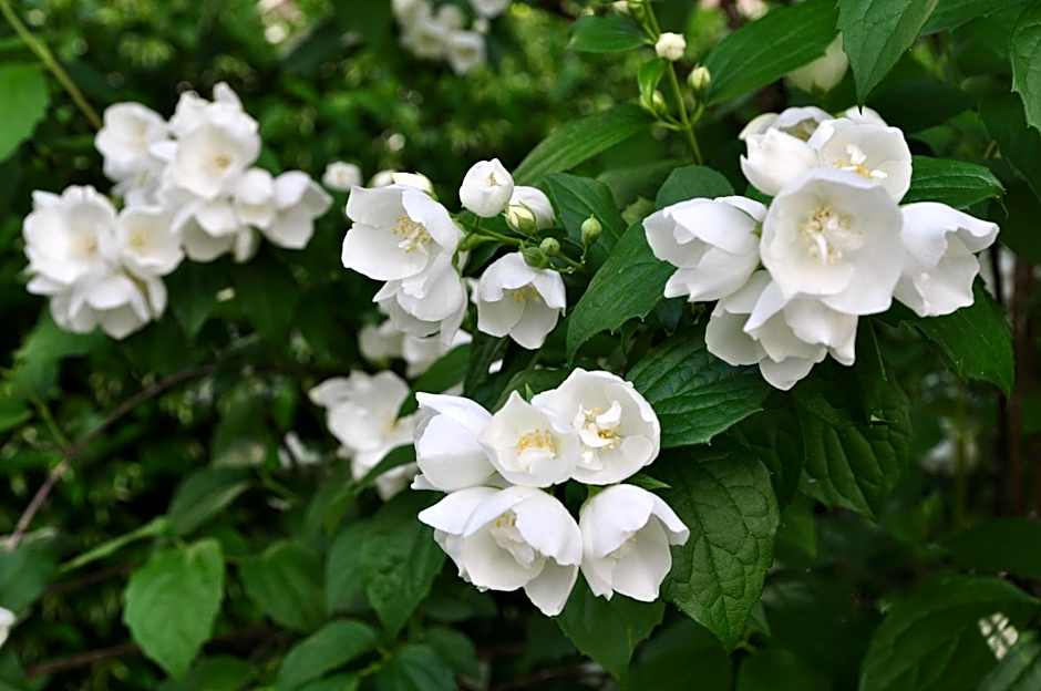 Apartments Villa Majense