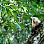 Hotel Manuel Antonio