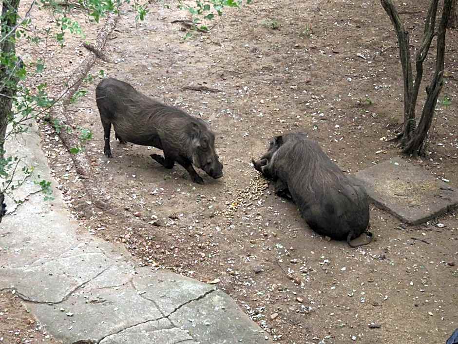 Kruger Private Lodge