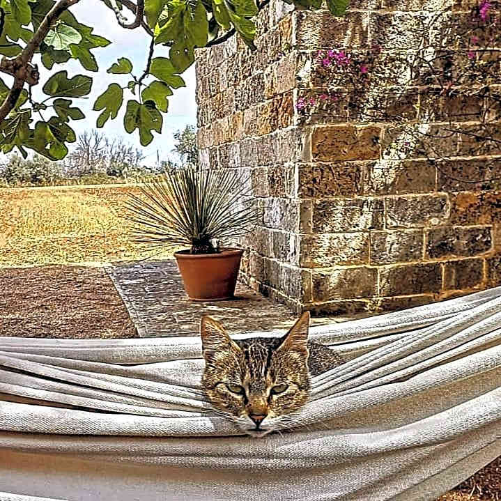 Masseria Fracchicchi