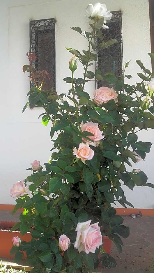 Casa dos Pingos de Mel