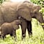 Victoria Falls Safari Club