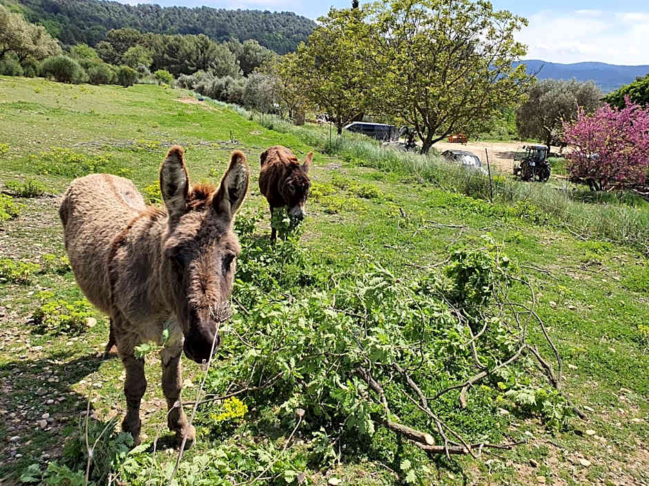 Locations insolites "vie en plein air" cabane et tipi Bastide Bellugue maison d'hôtes reseau Bienvenue à la ferme à 3 mn de lourmarin