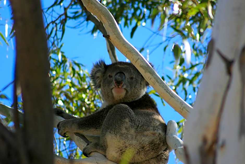 Levi Adelaide Holiday Park