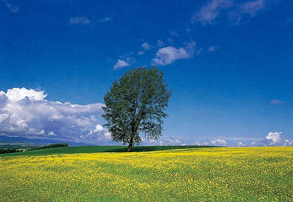 Furano La Terre