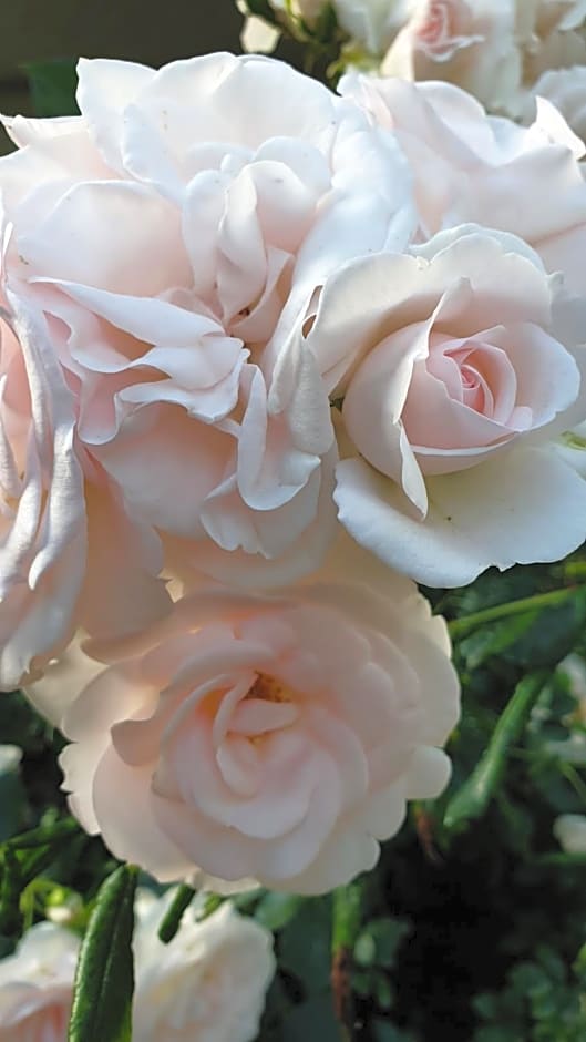 B&B Villa Giardini Susanna