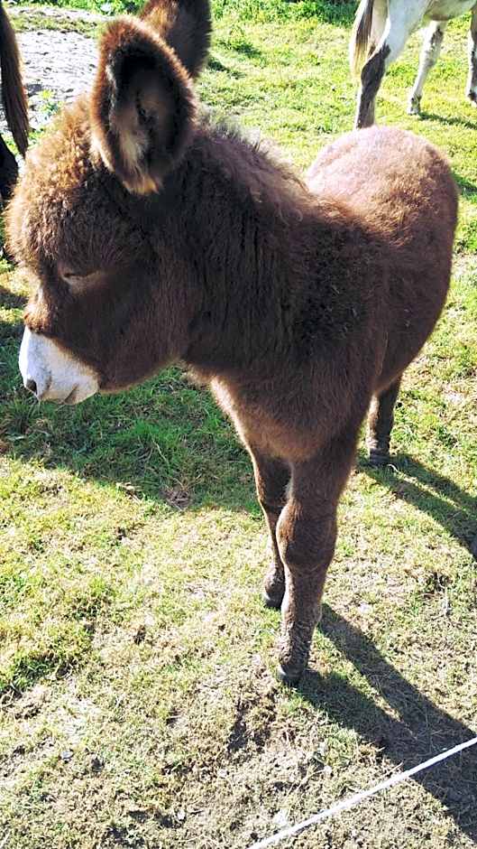 Bed & Breakfast El Manso