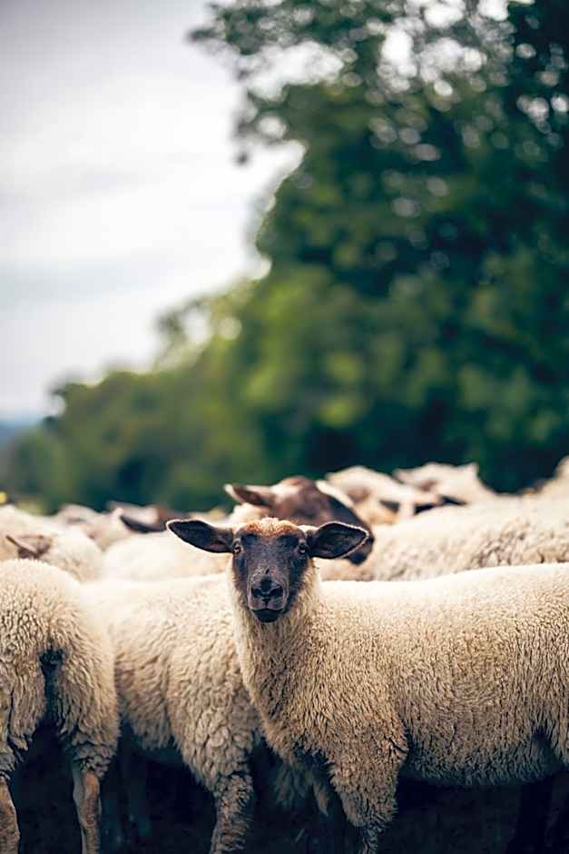 Apartmán-Hotel Jítravský Dvorec