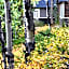 Johnston Canyon Lodge & Bungalows