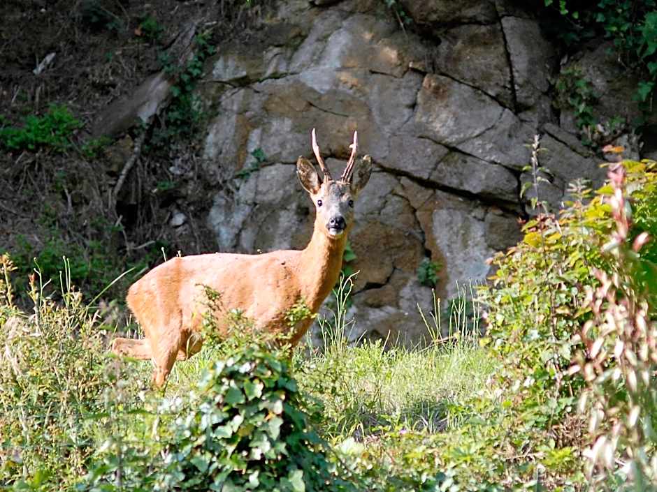 Chambres d'hôtes Logis Du Jerzual