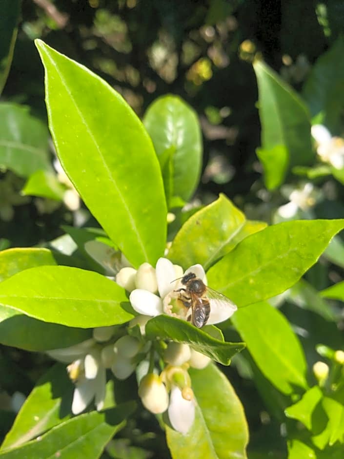 House Of The Three Marias