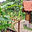 Uma Nirmala Aling-Aling