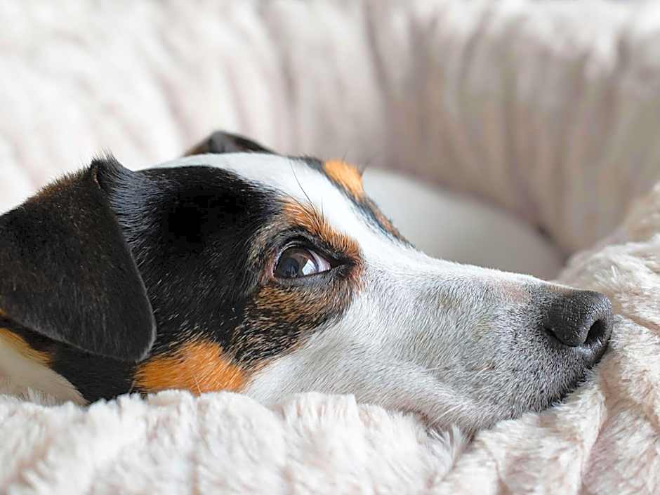 ibis budget Tours Sud