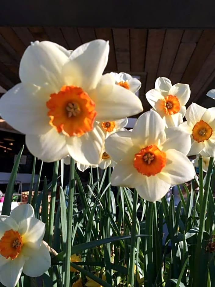 Holland House F94DP26