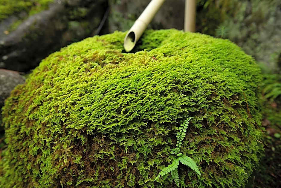 Awazuonsen Kitahachi