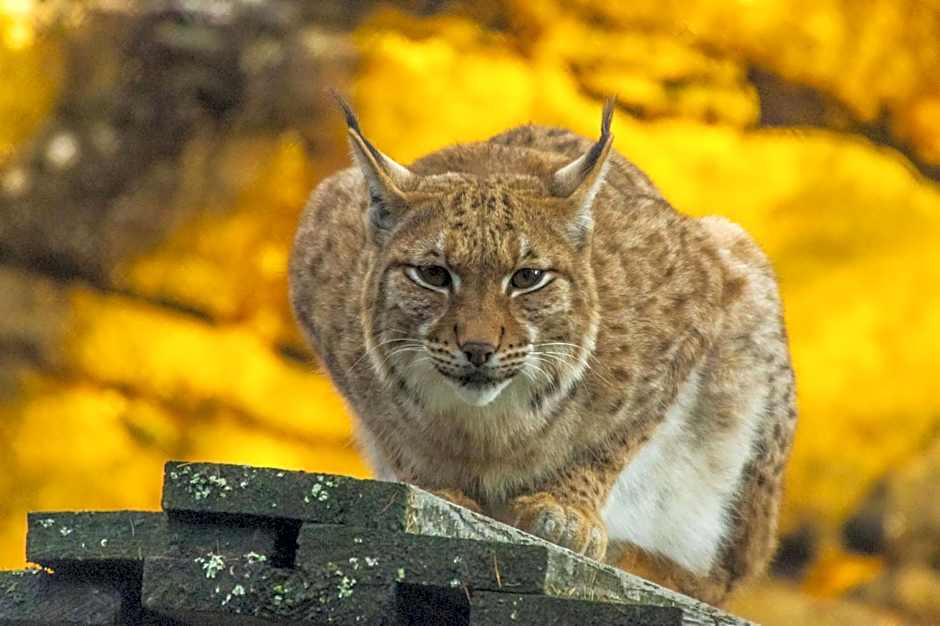 B&B Les Rochers 42 lits