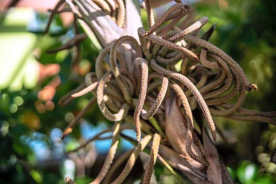 Villa Paradis des Colibris