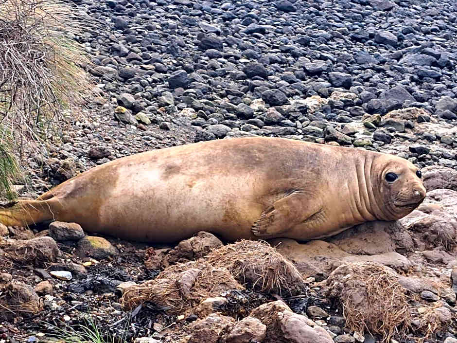 Port Levy B & B Christchurch