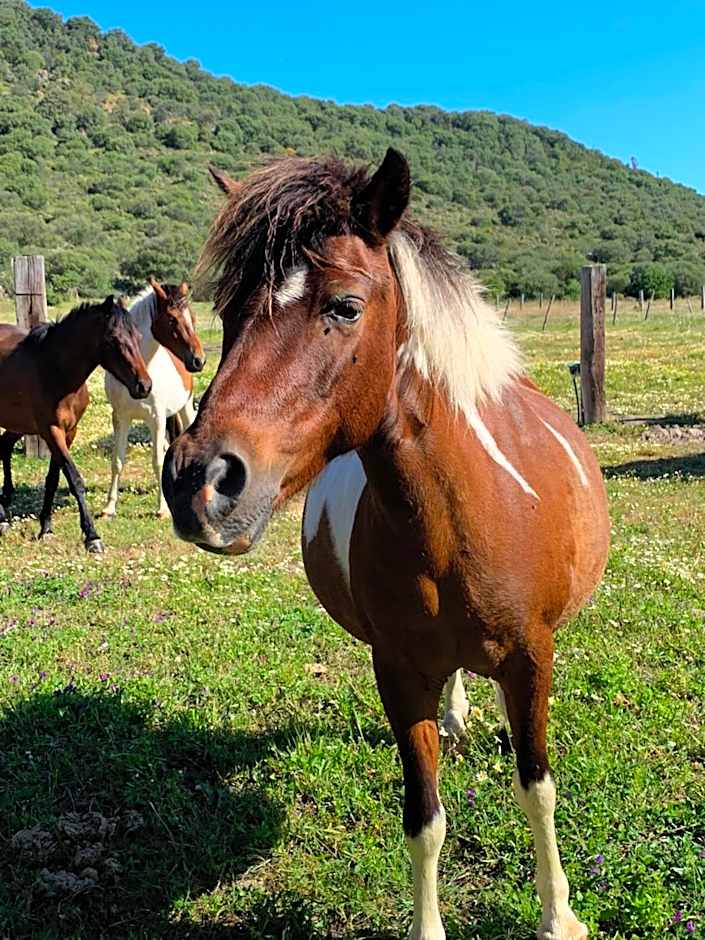 Residence Hotel Monte Ricciu