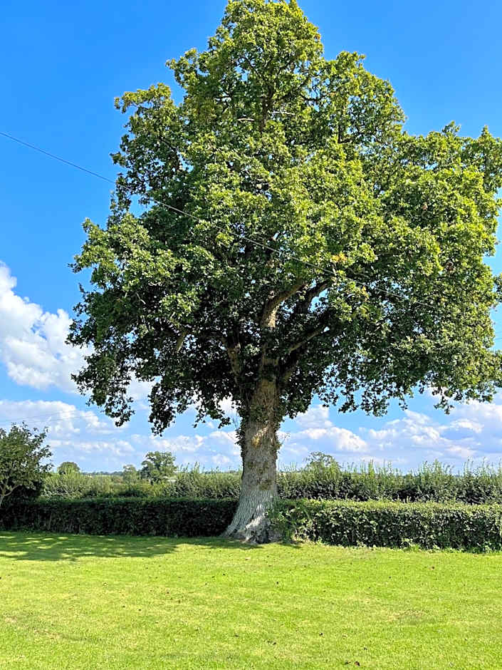 Priors Oak - A Cosy Studio with Countryside Views in Dorset