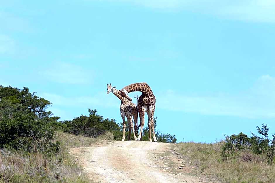 Horseshoe Game Reserve