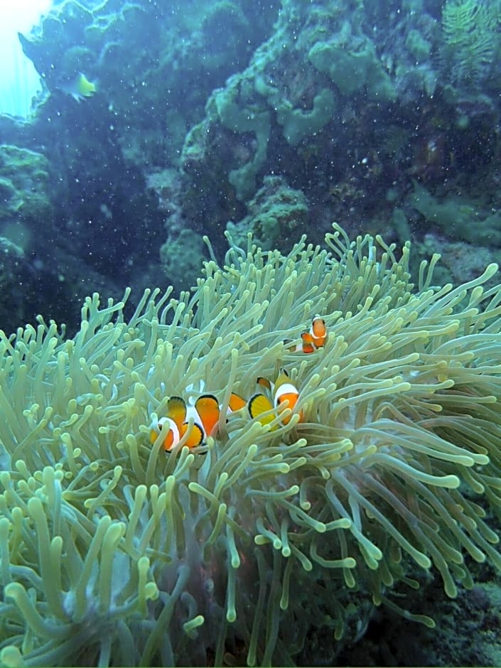 Seahorse Lipe Hostel