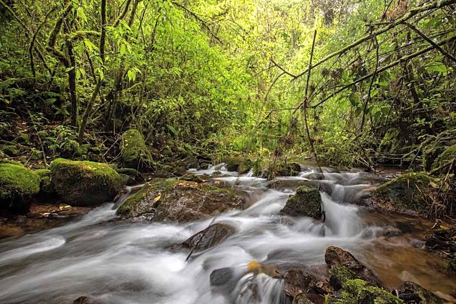 Dantica Cloud Forest Lodge