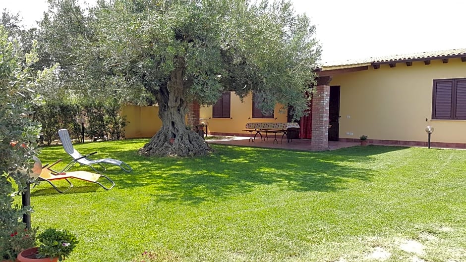 House surrounded by olive trees