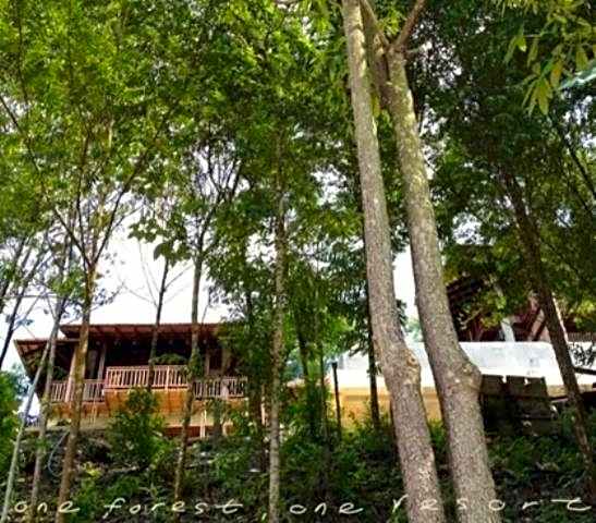 The Shorea