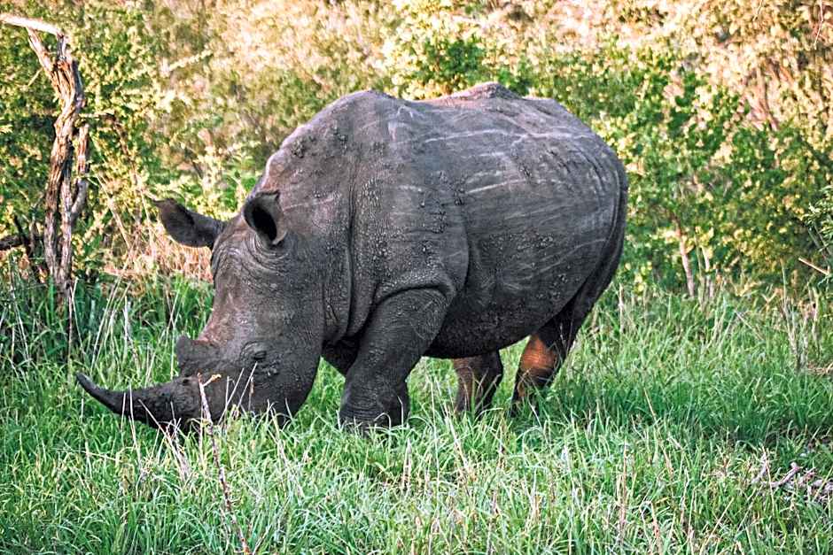 Honeyguide Tented Safari Camp - Khoka Moya