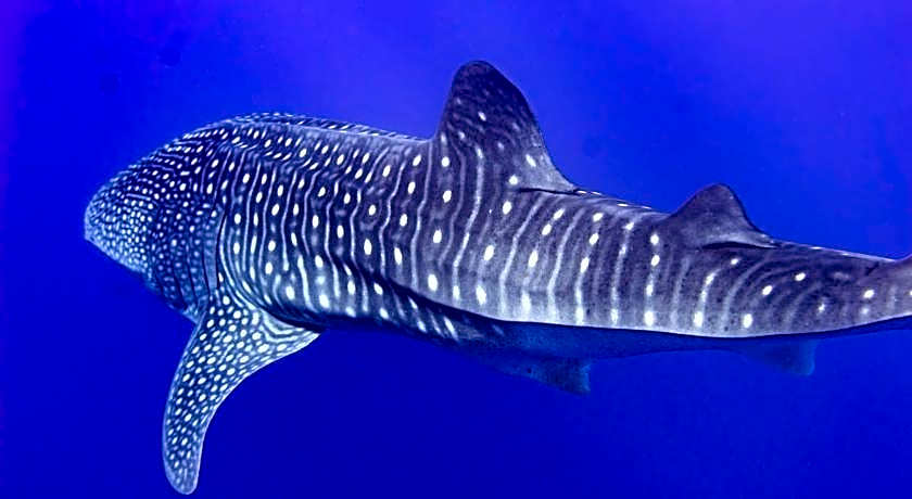 Tiger shark Residence 