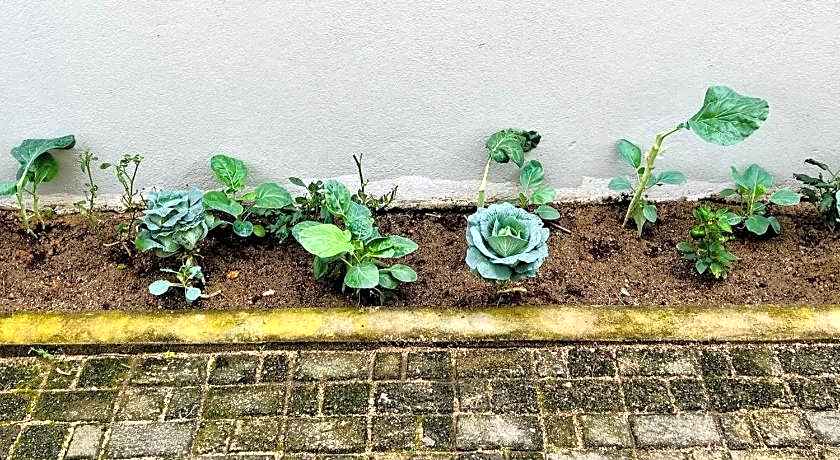 Breeze of Paradise Hotel