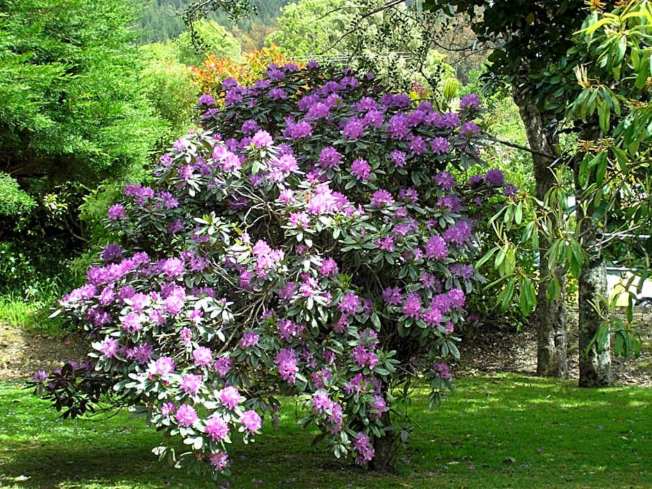 Bucket Tree Lodge
