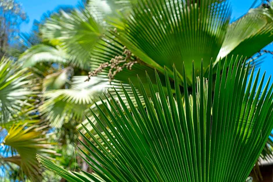 mist at Cape Tribulation