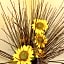 A1 Girasole B&B