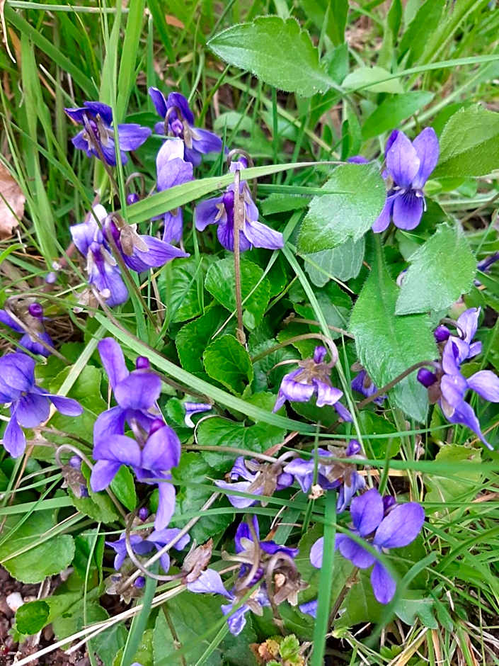 La Coutrotte Becquine