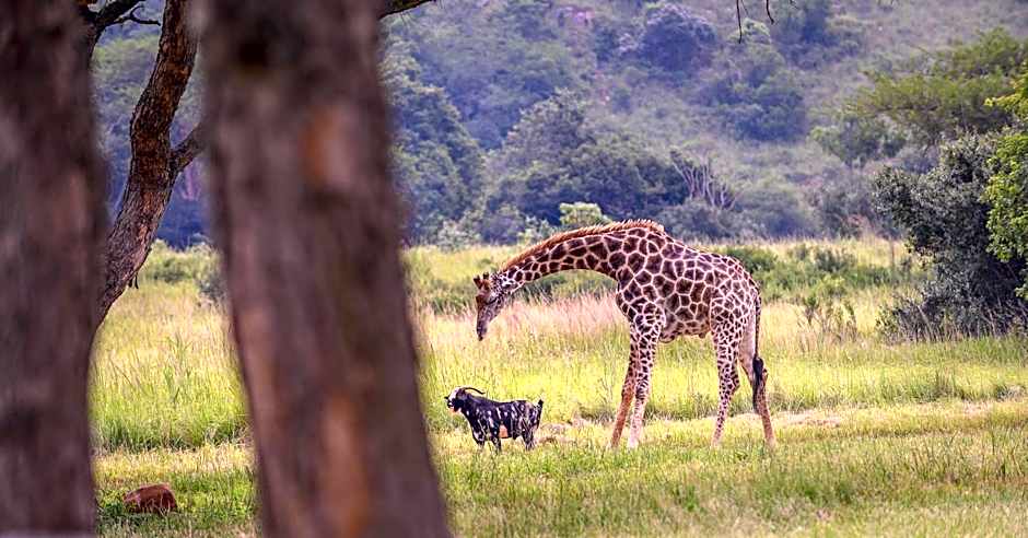 Caracal Lodge