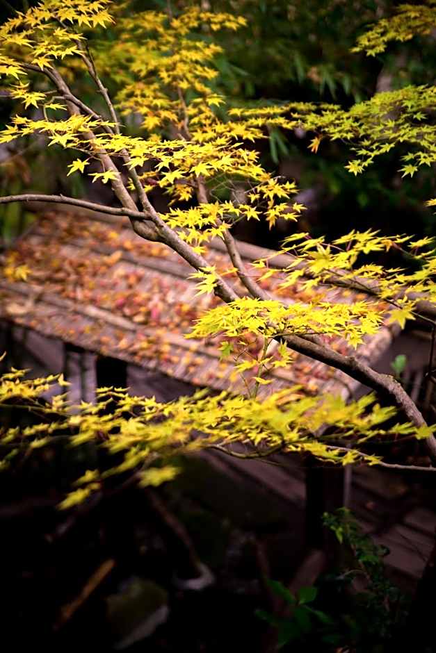 Kurokawa Onsen Oyado Noshiyu