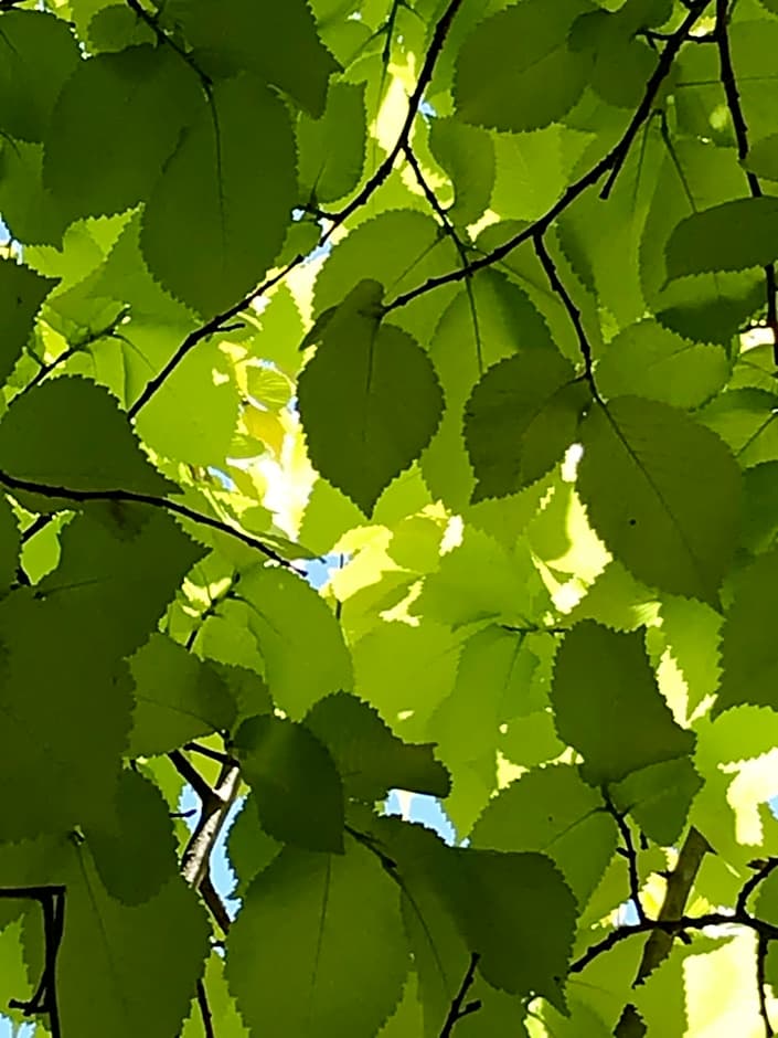 Hillside Bed and Breakfast