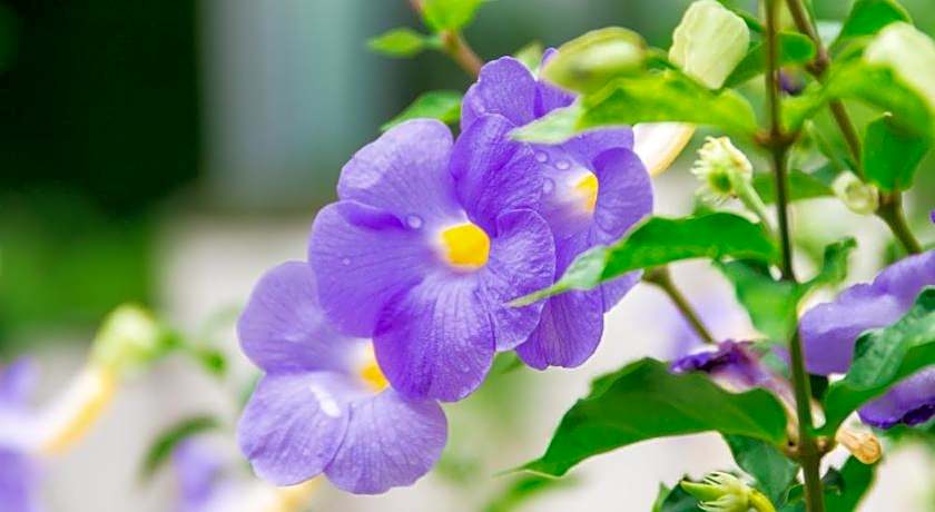 Lilac Relax Residence