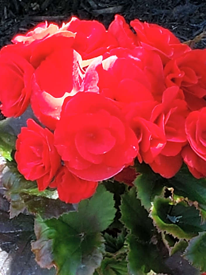 Serendib Bed and Breakfast