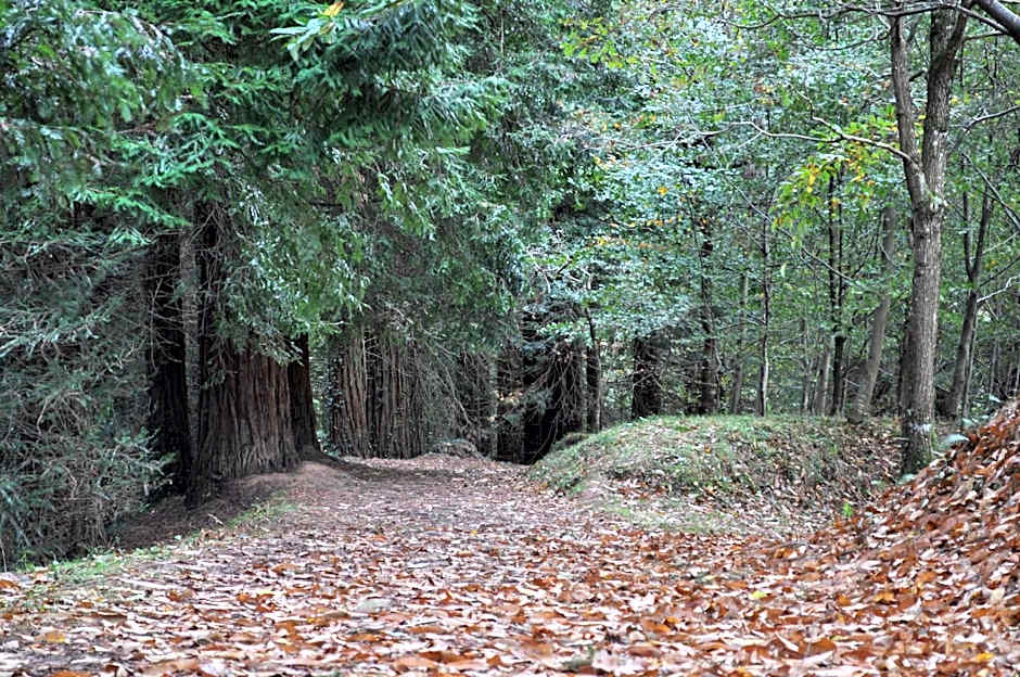 El Bosque de La Anjana