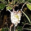Daintree Crocodylus