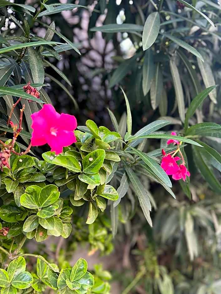 Apartaments Turístics Conseller