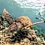 Tipsea Turtle Gili Air
